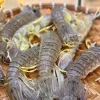 TÔM TÍCH / LẠNG