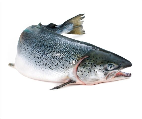 wild salmon rs 800x670 1